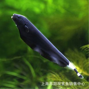 羽毛刀魚苗飼料品牌推薦，羽毛刀魚苗飼料品牌 觀賞魚市場(chǎng)（混養(yǎng)魚） 第4張