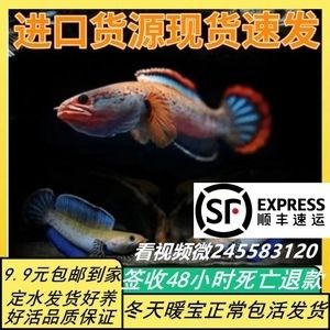 藍(lán)帆三間魚(yú)飼料配方特點(diǎn)，藍(lán)帆三間魚(yú)的飼料配方 觀賞魚(yú)市場(chǎng)（混養(yǎng)魚(yú)） 第4張