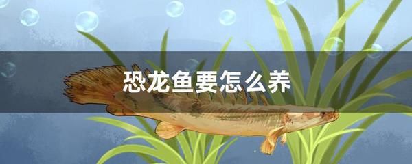 恐龍魚不動(dòng)，恐龍魚不動(dòng)是什么原因?qū)е碌? title=