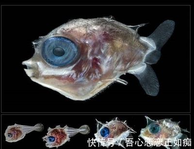 白子球鯊魚幼體成長過程，白子球鯊魚幼體的成長過程