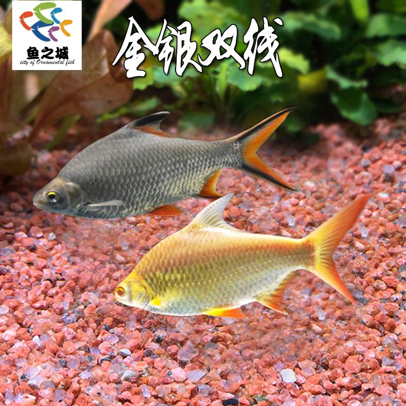 元寶鯽魚(yú)的日常護(hù)理要點(diǎn)，元寶鯽魚(yú)日常護(hù)理要點(diǎn)，元寶鯽魚(yú)的日常護(hù)理要點(diǎn) 觀賞魚(yú)市場(chǎng)（混養(yǎng)魚(yú)） 第3張