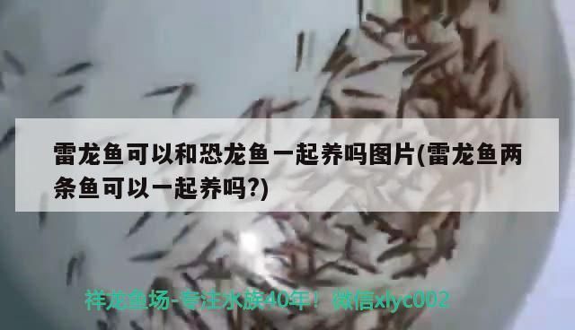 雷龍魚可以和恐龍魚一起養(yǎng)嗎，雷龍魚可以和恐龍魚一起養(yǎng)嗎？ 龍魚百科 第2張