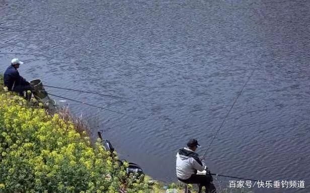 元寶鯽春季餌料搭配，春季釣鯽魚技巧分享 觀賞魚市場（混養(yǎng)魚） 第2張