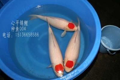 丹頂錦鯉飼料添加劑選擇，丹頂錦鯉飼料添加劑效果對比 觀賞魚市場（混養(yǎng)魚） 第4張