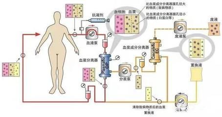 龍魚為何會掉眼，關(guān)于龍魚掉眼的問題 水族問答