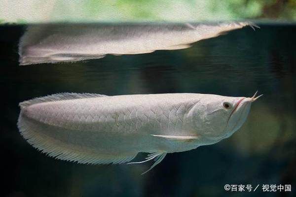 銀龍魚苗選購誤區(qū)解析，選購銀龍魚苗時，新手魚友可能會遇到一些常見的誤區(qū) 觀賞魚市場（混養(yǎng)魚） 第4張