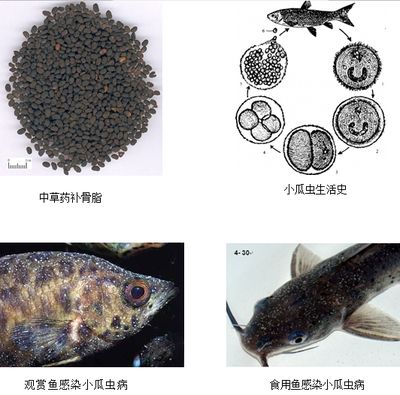 龍魚能吃么，如何正確地給龍魚喂食？ 水族問答