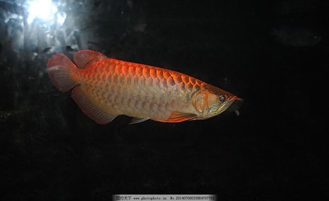 龍魚食物搭配大全，龍魚最佳食物搭配 龍魚百科 第1張