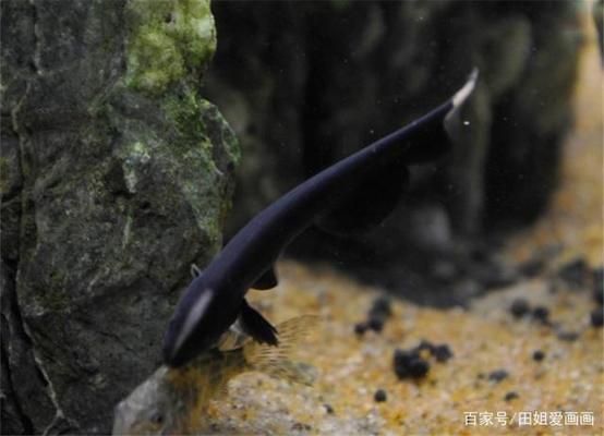 象鼻魚繁殖水質(zhì)凈化方法，象鼻魚的繁殖和水質(zhì)凈化是一個(gè)細(xì)致的過(guò)程需要綜合考慮多個(gè)方面 觀賞魚市場(chǎng)（混養(yǎng)魚） 第3張