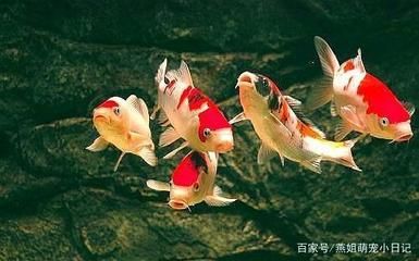 大正錦鯉魚水質(zhì)管理技巧，大正錦鯉魚水質(zhì)管理的幾個關(guān)鍵技巧 觀賞魚市場（混養(yǎng)魚） 第3張