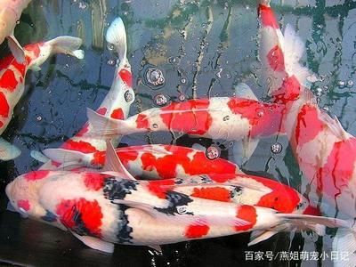 大正錦鯉魚水質(zhì)管理技巧，大正錦鯉魚水質(zhì)管理的幾個關(guān)鍵技巧 觀賞魚市場（混養(yǎng)魚） 第4張