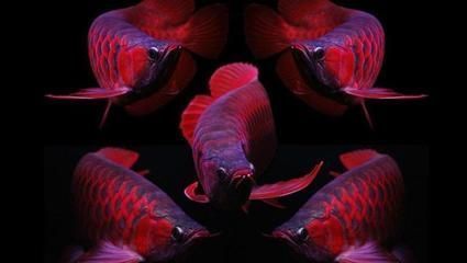 紅龍魚突然總是撞缸，如何預防紅龍魚撞缸 水族問答 第5張