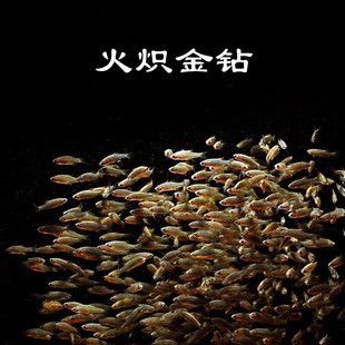 龍魚好養(yǎng)還是金魚好養(yǎng) 龍魚百科 第4張