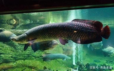 雷龍魚吃什么食物增色，雷龍魚在增色期間，可以喂食富含天然色素和營養(yǎng)的食物 龍魚百科 第4張