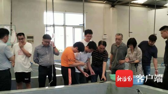 銀鼓魚苗疾病預(yù)防方法，如何判斷銀鼓魚苗營養(yǎng)是否均衡 觀賞魚市場（混養(yǎng)魚） 第3張