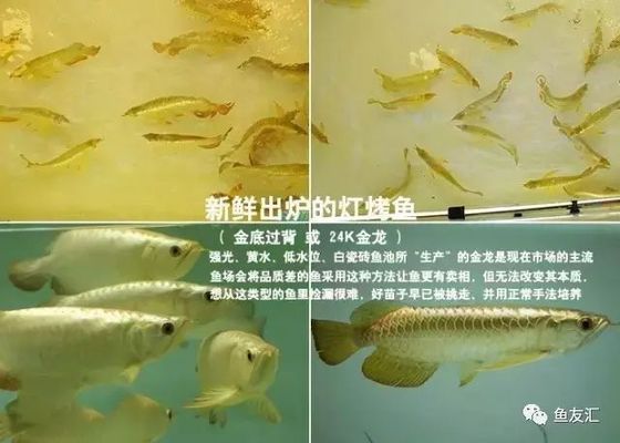 龍魚泡藥烤是什么意思，龍魚泡藥烤是指在龍魚養(yǎng)殖過程中，龍魚泡藥烤的市場價(jià)值 龍魚百科 第2張