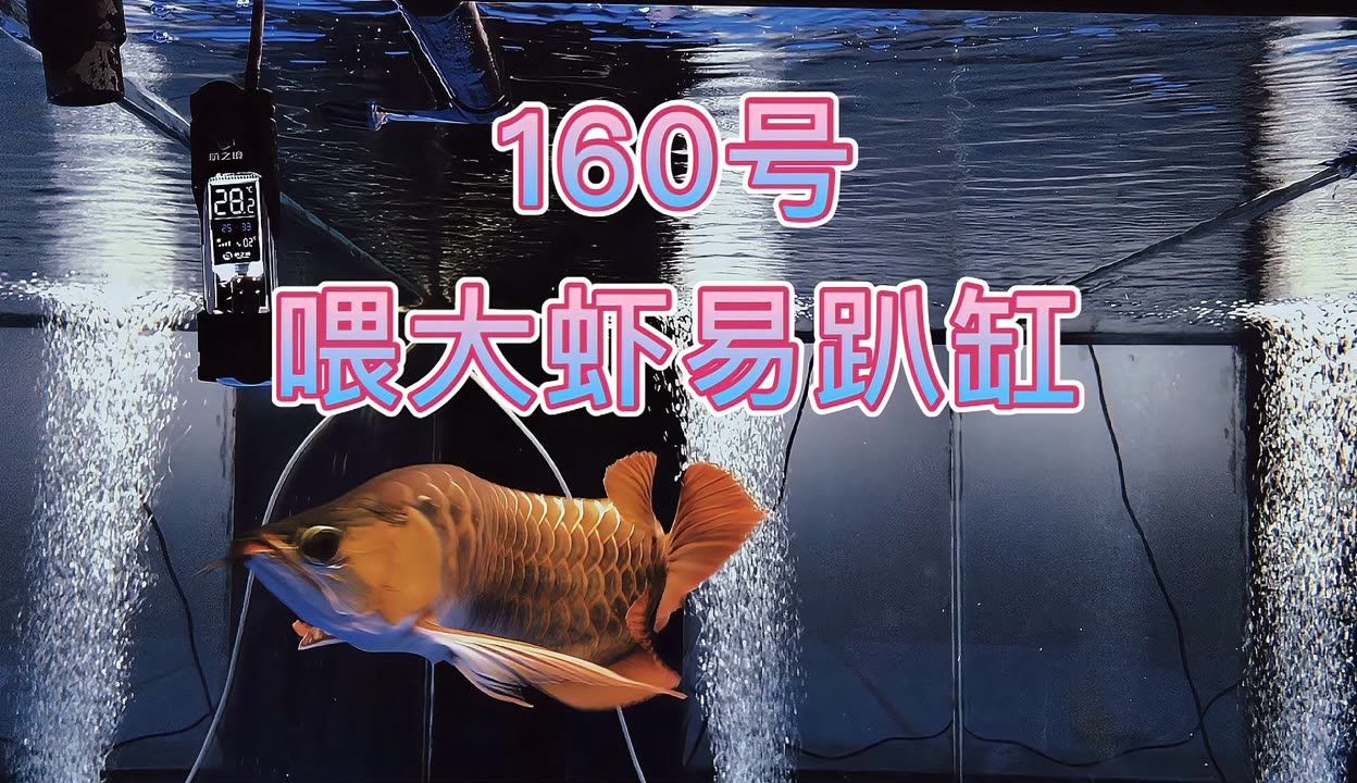 龍魚可以喂大蝦嗎，龍魚可以喂食大蝦嗎 龍魚百科 第1張