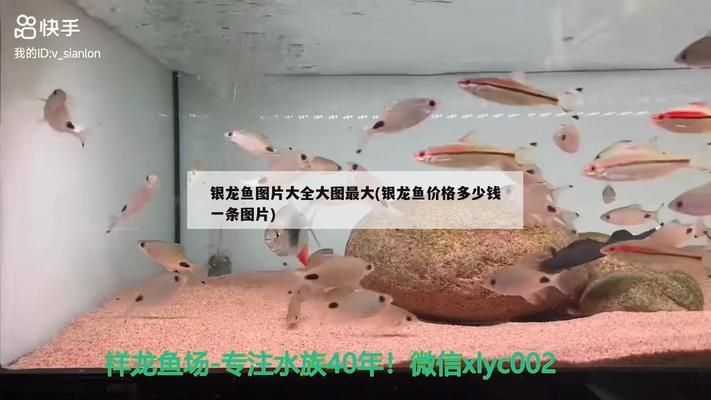 什么銀龍魚值錢，銀龍魚市場價格趨勢 龍魚百科 第3張