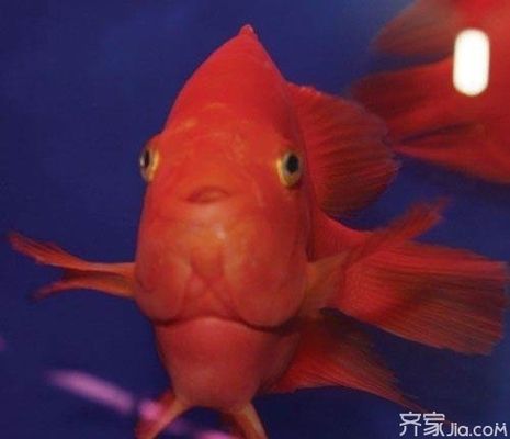 金龍魚(yú)和元寶哪個(gè)好養(yǎng)，金龍魚(yú)與元寶魚(yú)的區(qū)別 龍魚(yú)百科 第1張