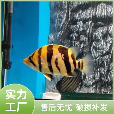 印尼虎魚苗飼料選擇指南，印尼虎魚苗飼料選擇指南印尼虎魚苗活餌安全處理方法 觀賞魚市場（混養(yǎng)魚） 第2張