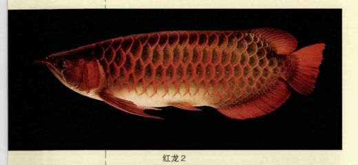 龍魚(yú)類(lèi)別，龍魚(yú)的種類(lèi)及種類(lèi)介紹 龍魚(yú)百科 第1張