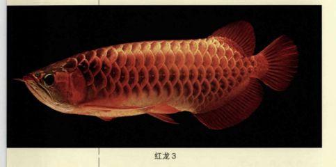 龍魚(yú)類(lèi)別，龍魚(yú)的種類(lèi)及種類(lèi)介紹 龍魚(yú)百科 第5張