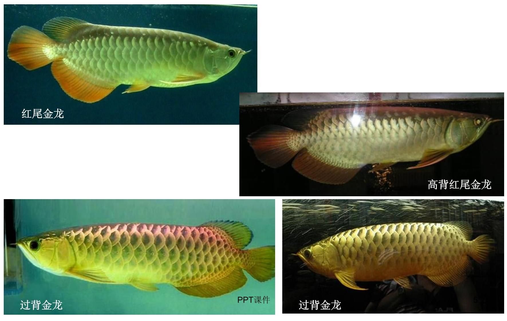 龍魚(yú)類(lèi)別，龍魚(yú)的種類(lèi)及種類(lèi)介紹 龍魚(yú)百科 第4張