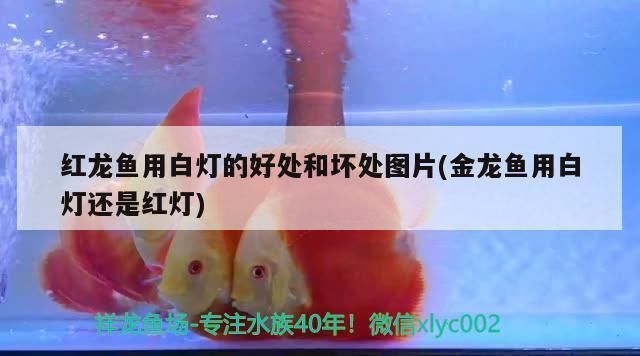 青龍魚和銀龍魚哪個貴，為什么青龍魚比銀龍魚貴？ 水族問答