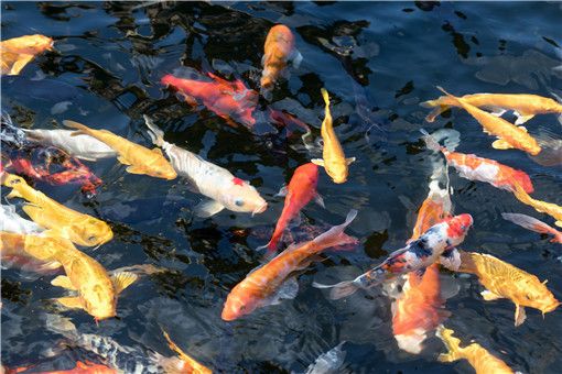 財神鸚鵡魚起頭飼料配方，財神鸚鵡魚的起頭飼料配方 觀賞魚市場（混養(yǎng)魚） 第1張