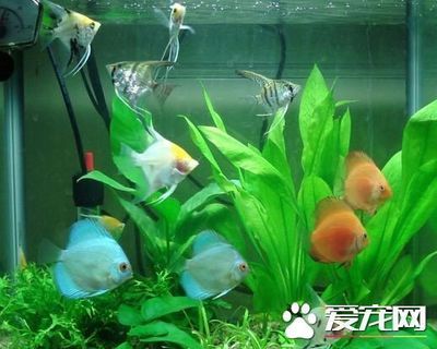 招財(cái)貓魚日常護(hù)理要點(diǎn)，招財(cái)貓魚混養(yǎng)的注意事項(xiàng)，招財(cái)貓魚過濾系統(tǒng)維護(hù)方法 觀賞魚市場(chǎng)（混養(yǎng)魚） 第2張