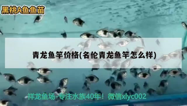 青龍魚竿多少錢一米合適，青龍魚竿價(jià)格在10元至50元至50元人民幣之間 龍魚百科 第3張