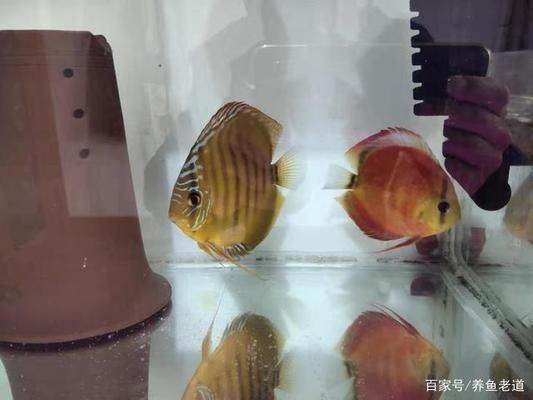 招財(cái)魚繁殖失敗常見(jiàn)原因，招財(cái)魚繁殖失敗常見(jiàn)原因及解釋 觀賞魚市場(chǎng)（混養(yǎng)魚） 第4張