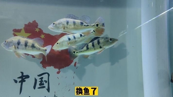 帝王三間魚與皇冠三間魚區(qū)別，帝王三間魚與皇冠三間魚的區(qū)別 觀賞魚市場（混養(yǎng)魚） 第2張