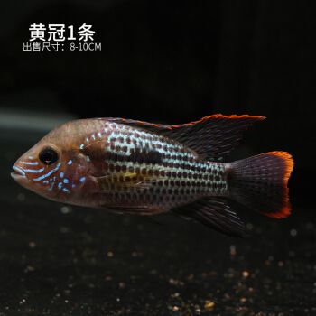 帝王三間魚與皇冠三間魚區(qū)別，帝王三間魚與皇冠三間魚的區(qū)別 觀賞魚市場（混養(yǎng)魚） 第3張