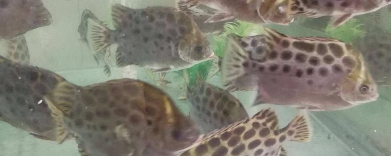 非洲金鼓魚幼魚飼料選擇，關于非洲金鼓魚幼魚飼料選擇的詳細信息 觀賞魚市場（混養(yǎng)魚） 第3張