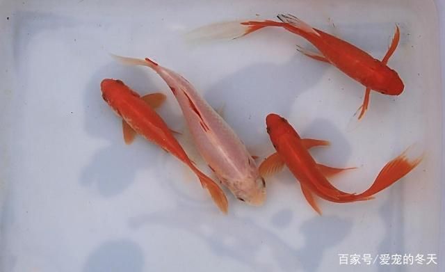 金老虎魚(yú)日常護(hù)理要點(diǎn)，養(yǎng)金魚(yú)的日常護(hù)理要點(diǎn)包括水質(zhì)管理是保證金魚(yú)健康的基礎(chǔ) 觀賞魚(yú)市場(chǎng)（混養(yǎng)魚(yú)） 第1張