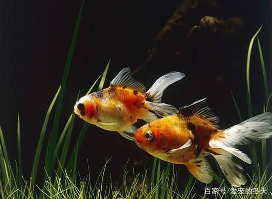 金老虎魚(yú)日常護(hù)理要點(diǎn)，養(yǎng)金魚(yú)的日常護(hù)理要點(diǎn)包括水質(zhì)管理是保證金魚(yú)健康的基礎(chǔ) 觀賞魚(yú)市場(chǎng)（混養(yǎng)魚(yú)） 第5張