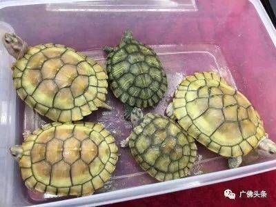 白化巴西龜飼料自制指南，白化巴西龜飼料自制指南白化巴西龜飼料自制指南 觀賞魚市場(chǎng)（混養(yǎng)魚） 第5張