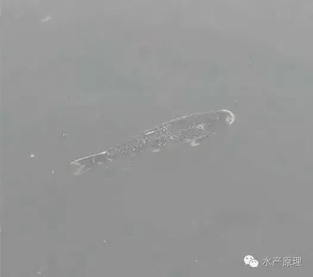 鴨嘴魚(yú)白皮病預(yù)防措施，鴨嘴魚(yú)白皮病的預(yù)防 觀賞魚(yú)市場(chǎng)（混養(yǎng)魚(yú)） 第2張