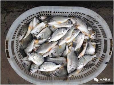 黃鰭鯧魚飼料保存方法（黃鰭鯧魚飼料怎么保存） 觀賞魚市場(chǎng)（混養(yǎng)魚） 第3張