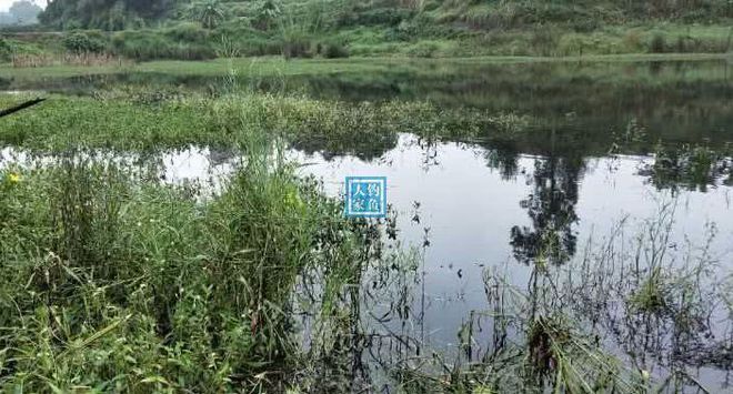 如何挑選健康的元寶鯽魚(yú)（如何挑選健康的元寶鯽魚(yú)，挑選健康的元寶鯽魚(yú)需要注意以下幾點(diǎn)） 觀賞魚(yú)市場(chǎng)（混養(yǎng)魚(yú)） 第1張