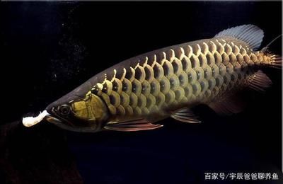 金龍魚種類介紹大全（金龍魚的養(yǎng)殖金龍魚的品種介紹：金龍魚的品種） 龍魚百科 第2張