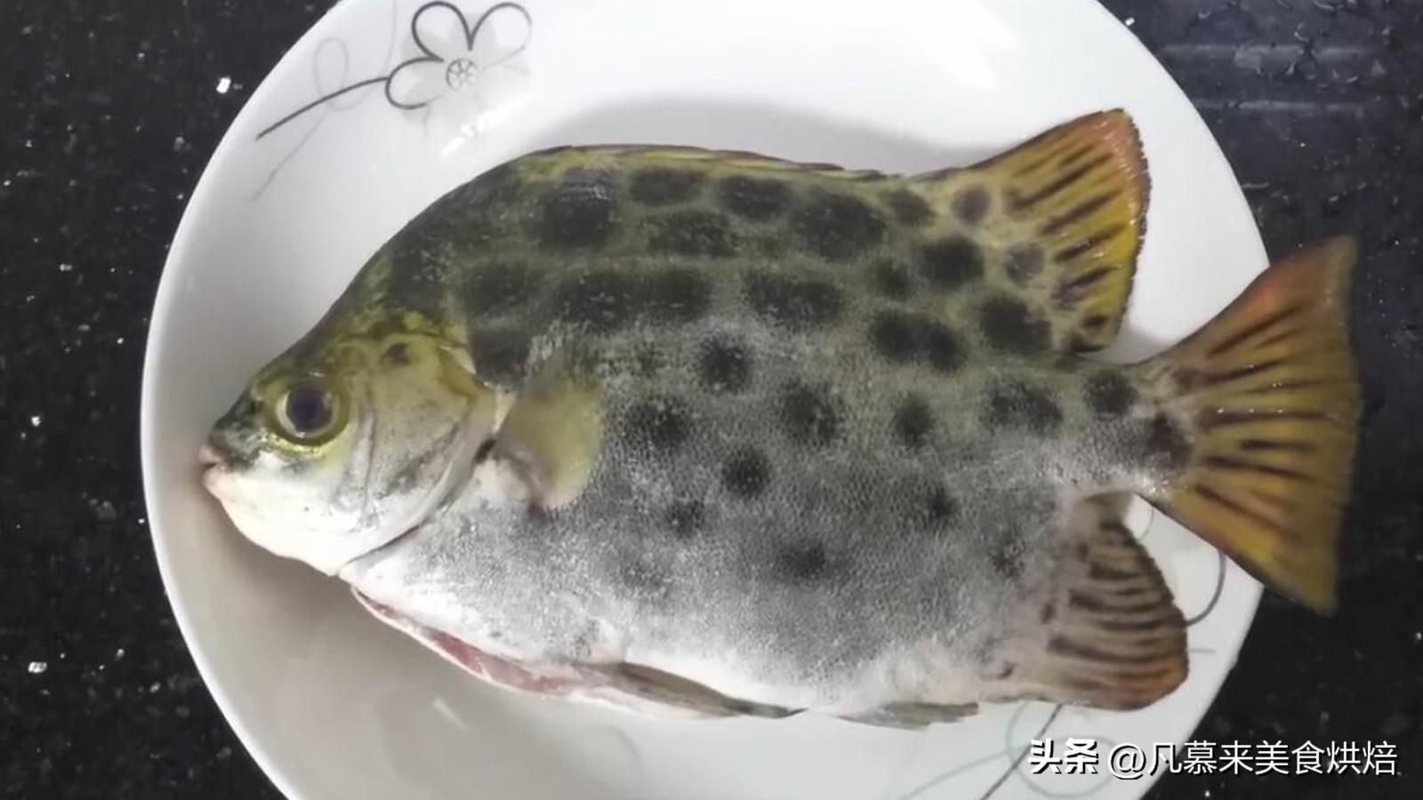 非洲金鼓魚烹飪方法推薦（非洲金鼓魚烹飪時(shí)的注意事項(xiàng),金鼓魚與其他魚類比較） 觀賞魚市場(chǎng)（混養(yǎng)魚） 第5張