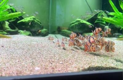 繁殖后三間鼠魚飼料搭配指南（三間鼠魚繁殖后的飲食搭配指南） 觀賞魚市場（混養(yǎng)魚） 第3張