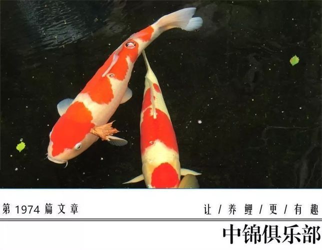 如何判斷三色錦鯉魚健康狀況（三色錦鯉魚的健康狀況可以通過觀察以下幾個(gè)方面來評(píng)估） 觀賞魚市場(chǎng)（混養(yǎng)魚） 第2張