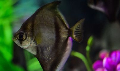 龍魚1號藥（“龍魚1號藥”是什么？） 龍魚百科 第2張