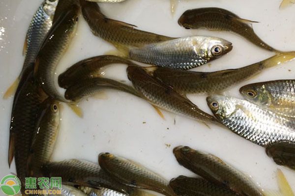 巨暴魚苗爛鰭預(yù)防方法（巨暴魚苗爛鰭怎么辦） 觀賞魚市場（混養(yǎng)魚） 第4張