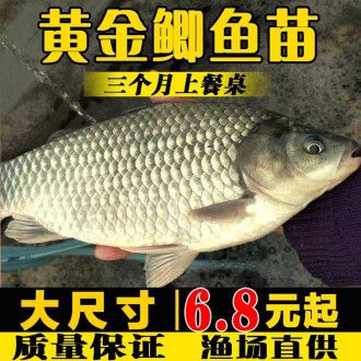 檸檬鯽飼料配比建議（檸檬鯽飼料成本控制技巧） 觀賞魚(yú)市場(chǎng)（混養(yǎng)魚(yú)） 第4張