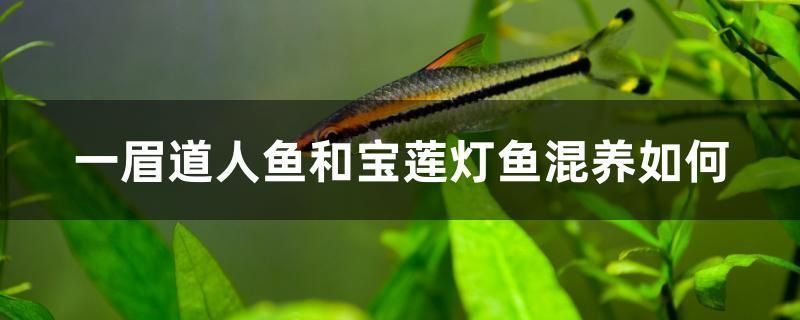 非洲象鼻魚的繁殖方式（非洲象鼻魚的繁殖方式包括選擇合適的繁殖習性和繁殖方法） 觀賞魚市場（混養(yǎng)魚） 第4張