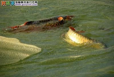 龍魚喂小魚草魚會撐死嗎為什么（龍魚喂小魚草魚是否會撐死） 龍魚百科 第2張